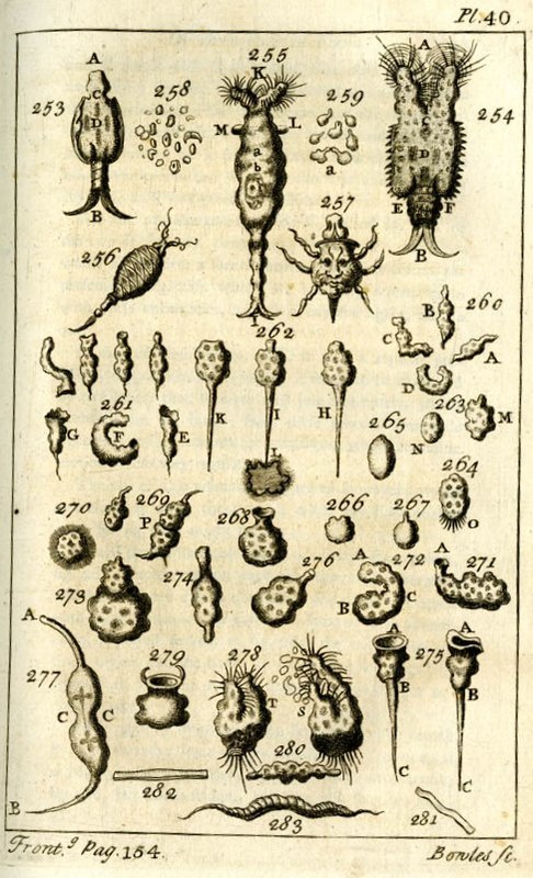 Engraving of several microbes