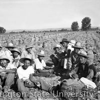 Group of men from Heart Mountain eating in an onion field in Nyssa, Oregon